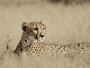 cheeta